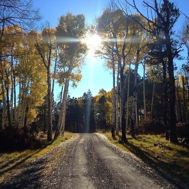 Heavenly Forest